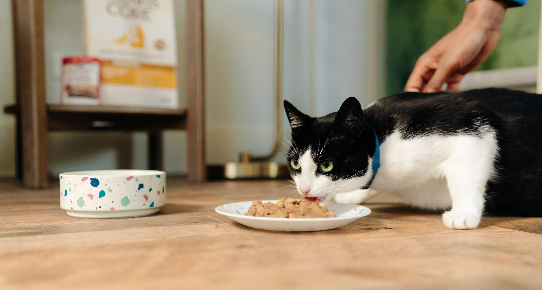 Essential Feeding Supplies for Healthy Pets
