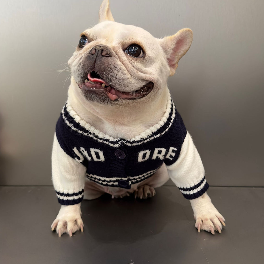 Rainbow Bear Pet Sweater