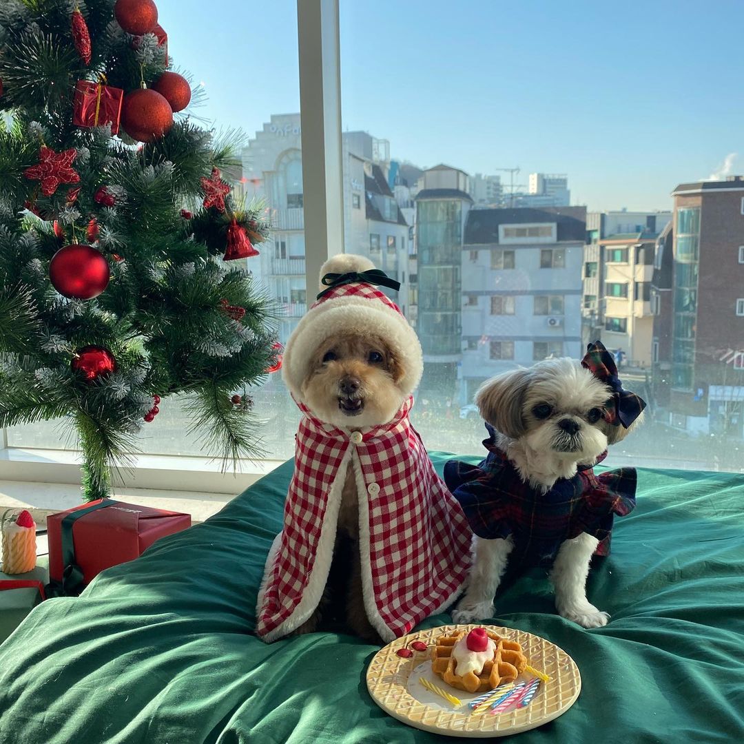 Korean Version Winter Pet Clothes
