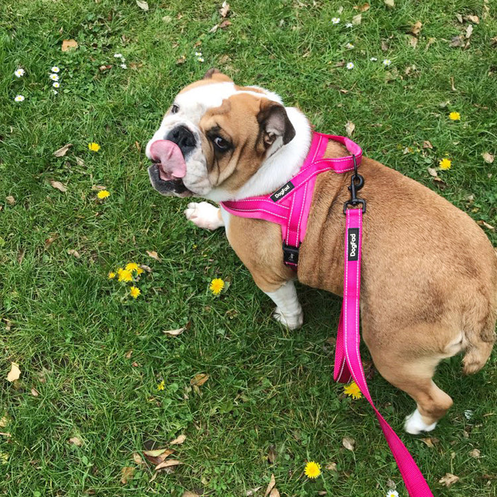 Pet Chest Strap With Flap For Comfortable Lining