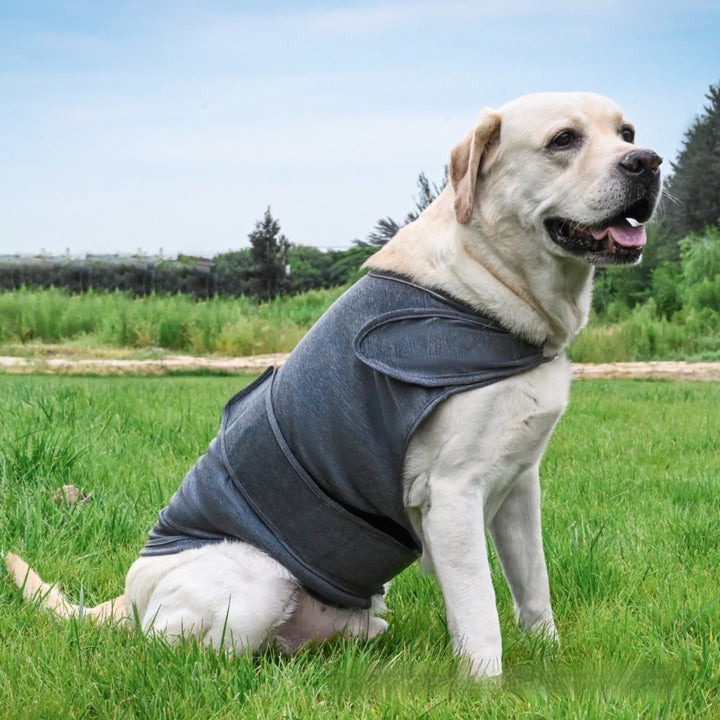 Clothes For Dogs To Relieve Separation Anxiety