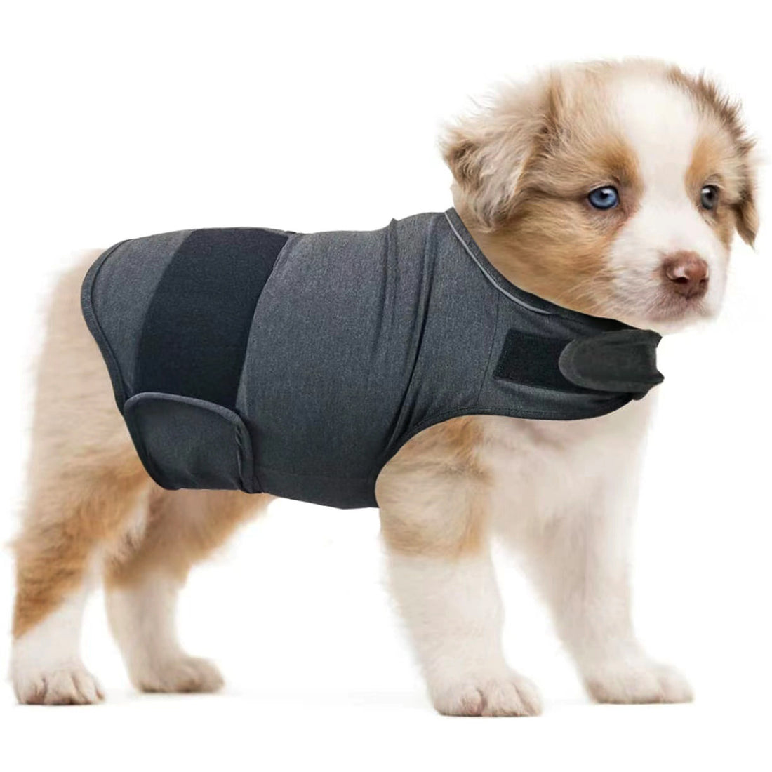 Clothes For Dogs To Relieve Separation Anxiety