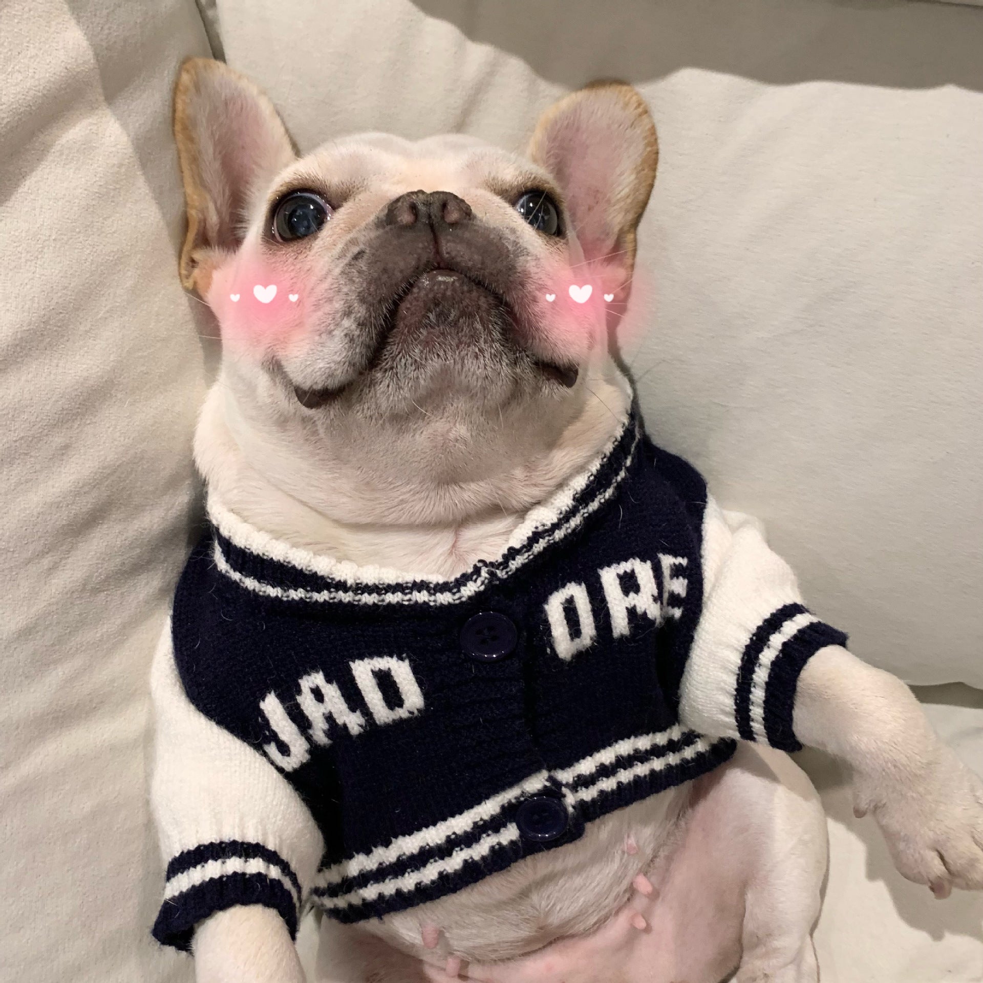 Rainbow Bear Pet Sweater